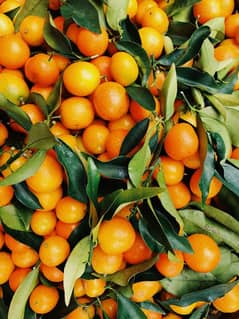 khanpur orange