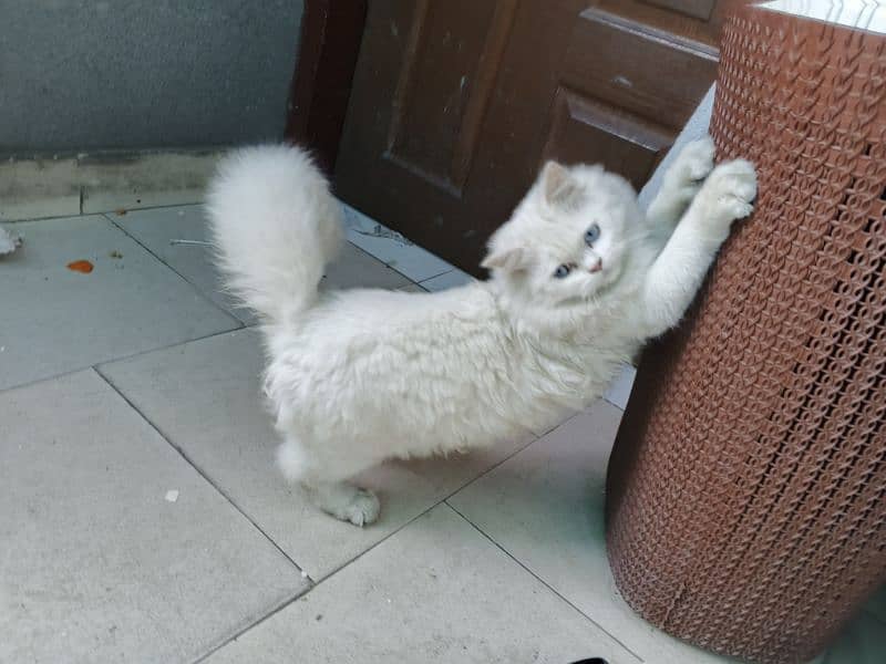 Persian Male 6 month 2