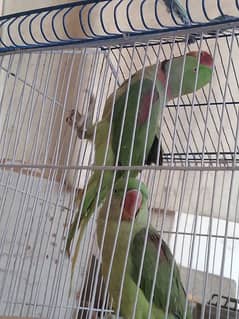 parrots for sale