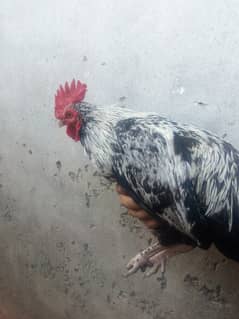 Roosters for sale