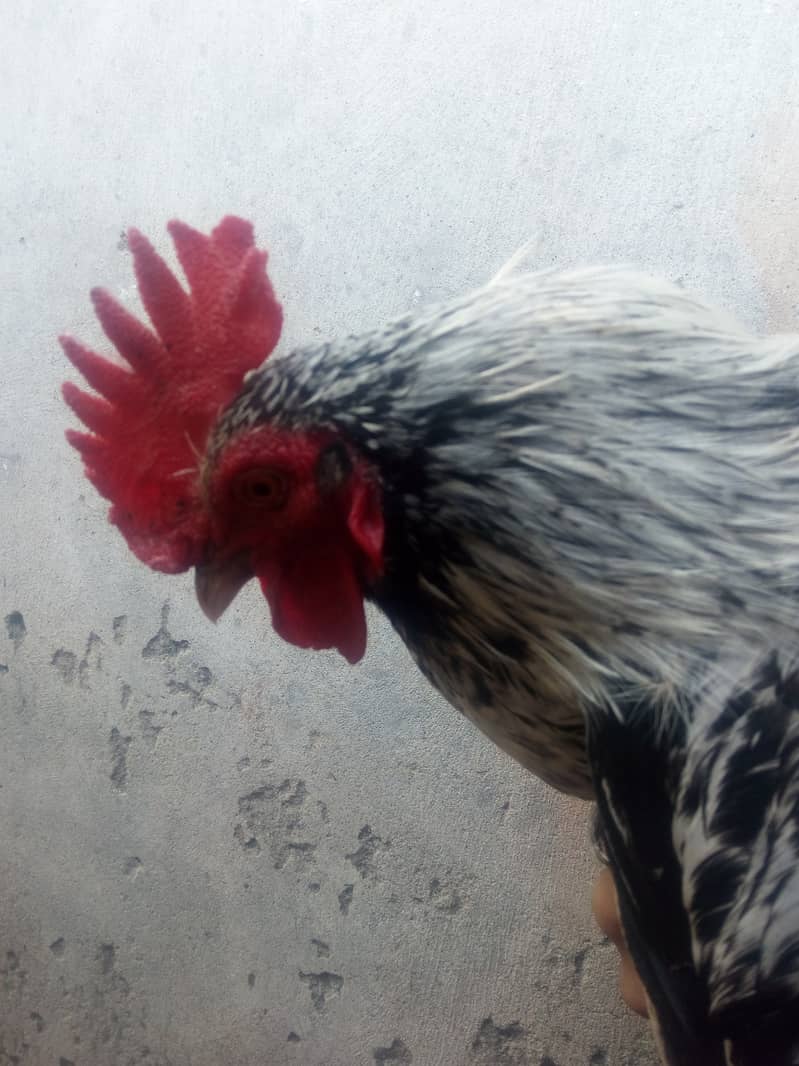 Roosters for sale 2