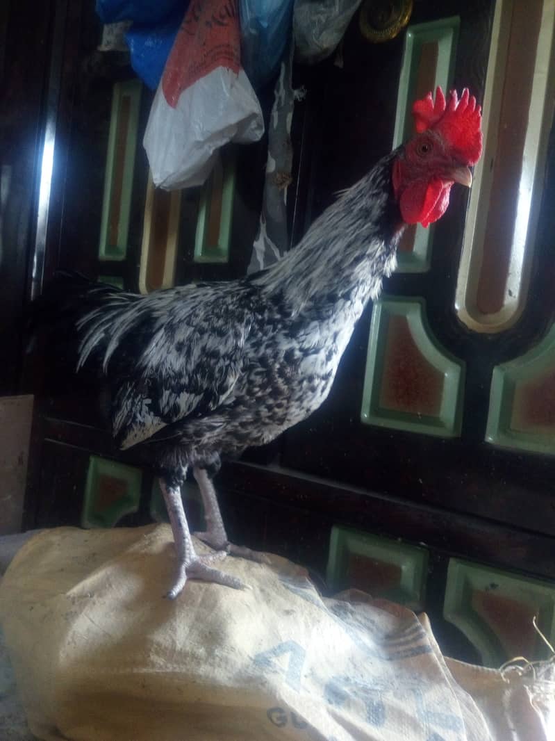 Roosters for sale 3