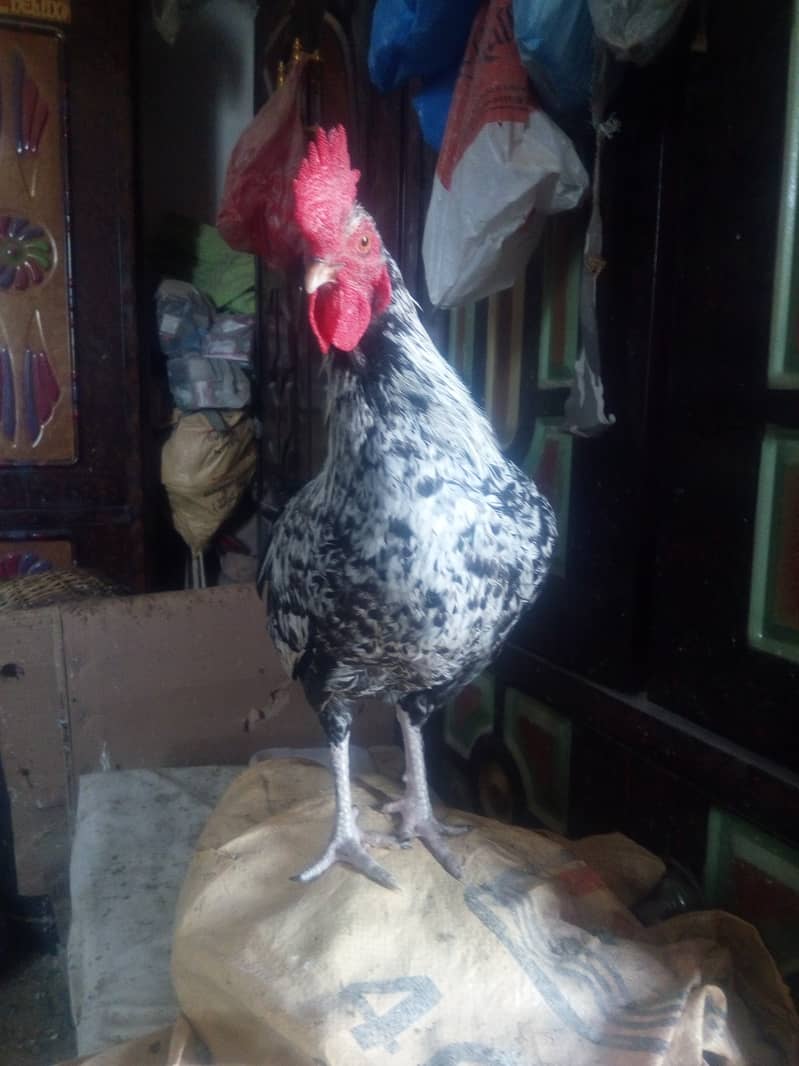 Roosters for sale 4