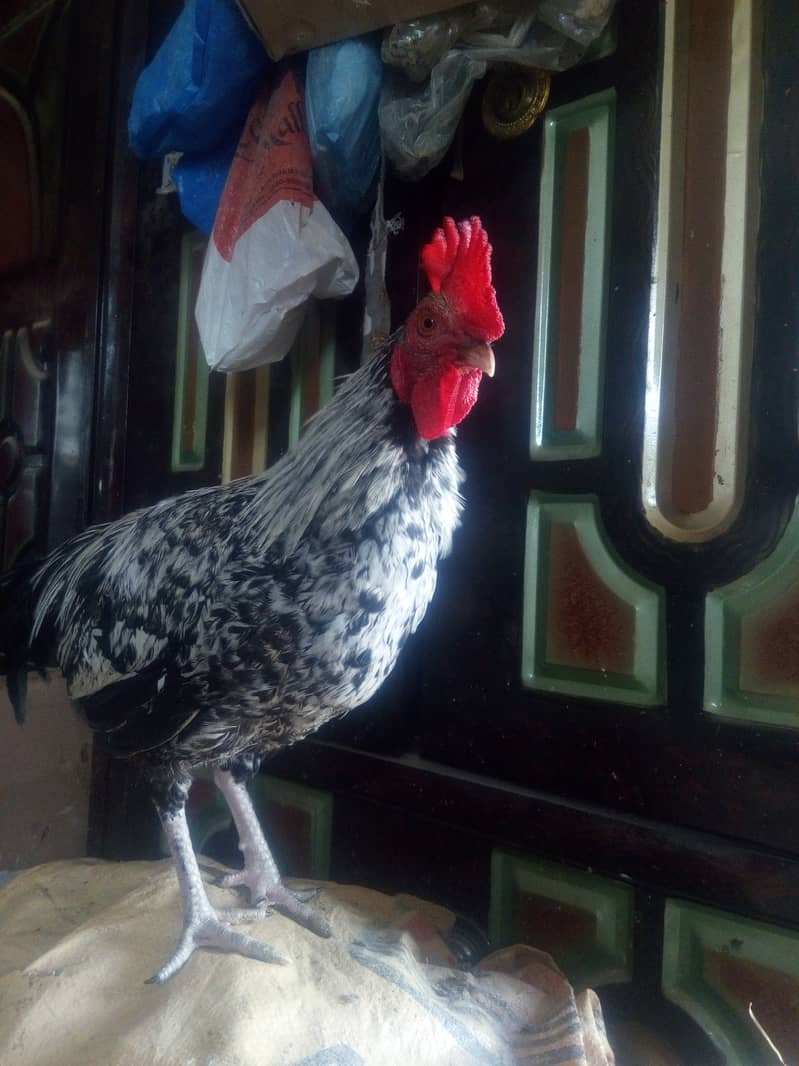 Roosters for sale 5