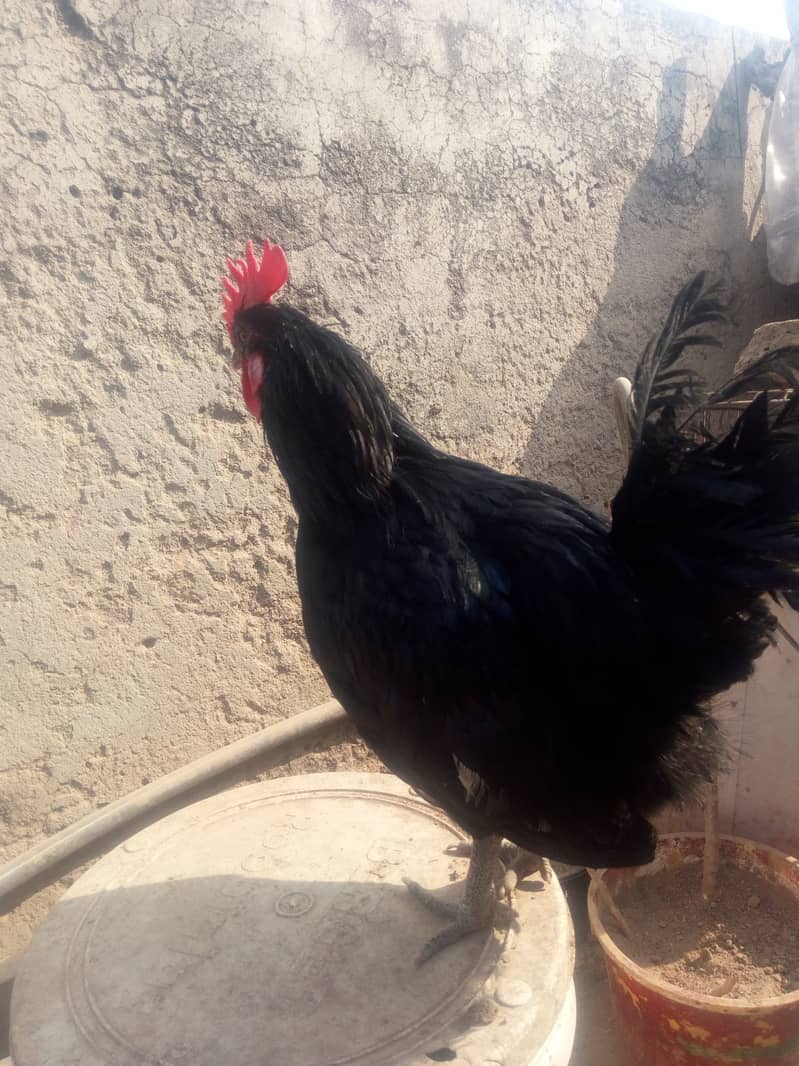 Roosters for sale 6