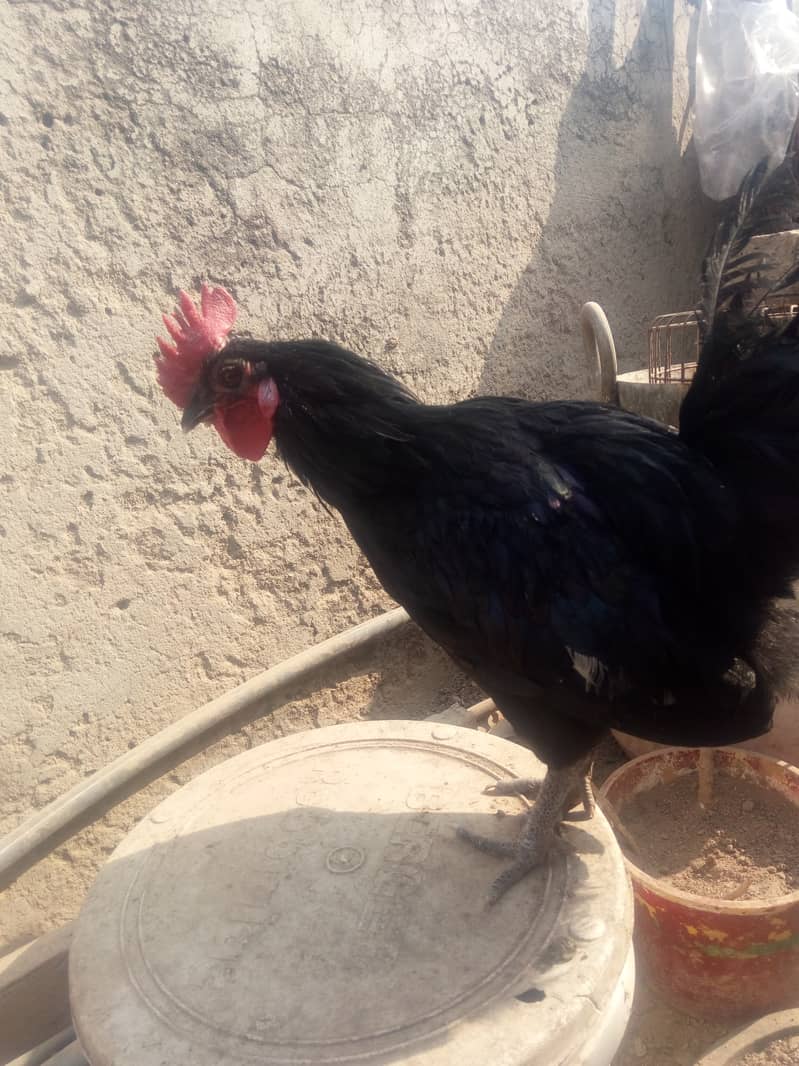 Roosters for sale 7