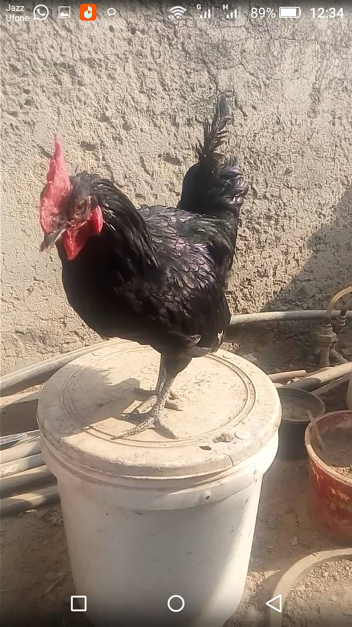 Roosters for sale 8