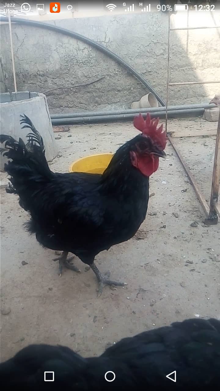 Roosters for sale 9