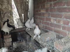 Lucky pigeon adult pair for sale in lahore