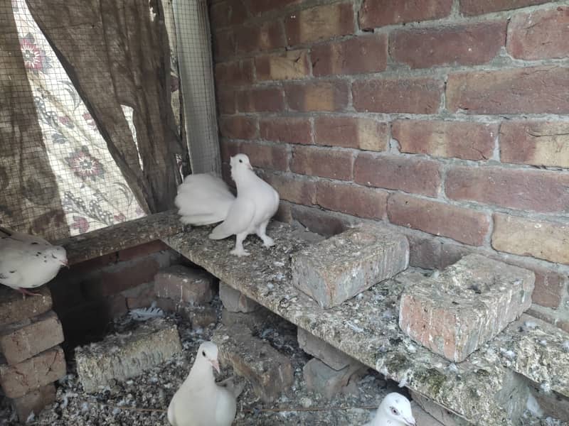 Lucky pigeon adult pair for sale in lahore 1