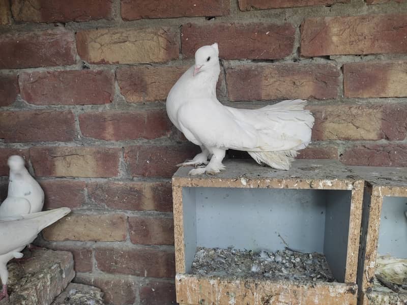 Lucky pigeon adult pair for sale in lahore 2