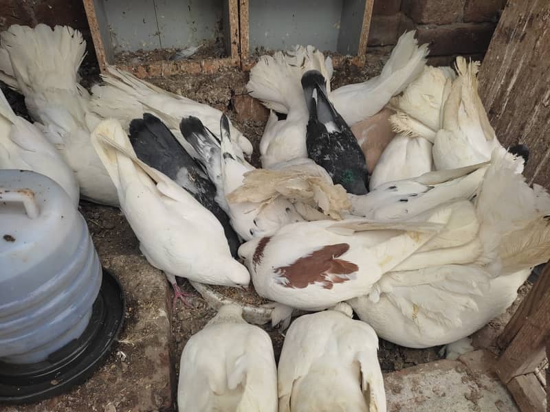 Lucky pigeon adult pair for sale in lahore 4