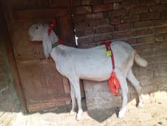 Gulabi gabn goat for sale