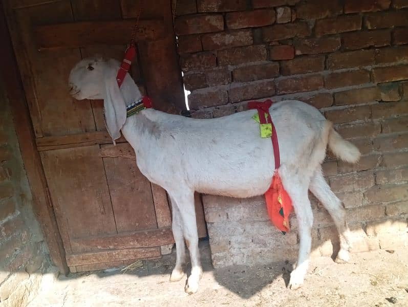 Gulabi gabn goat for sale 0