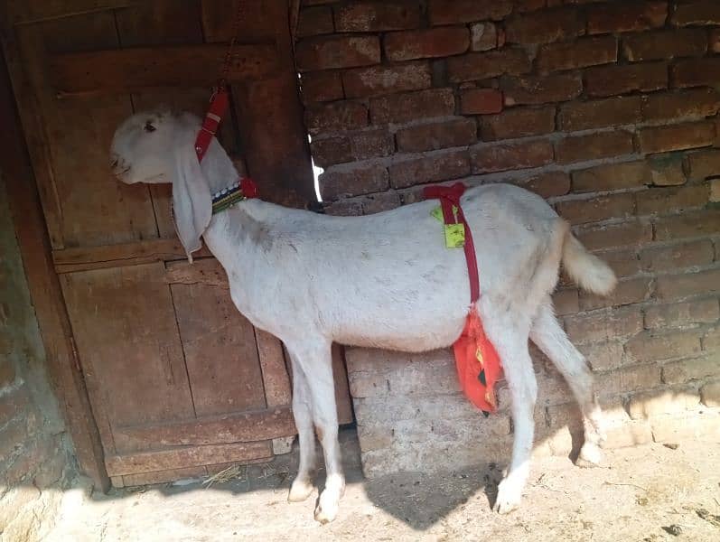 Gulabi gabn goat for sale 1