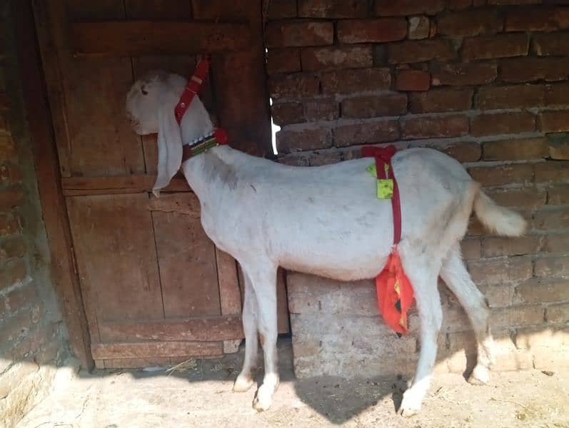 Gulabi gabn goat for sale 2