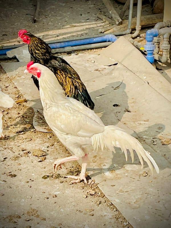 aseel heera pair for sale 1