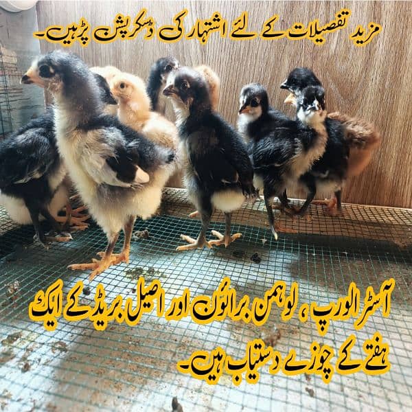 Australorp Lohman Brown Aseel Choozay Astrolob Luman Murghi Desi 1