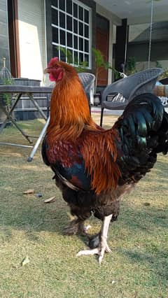 brhama male hen for sale