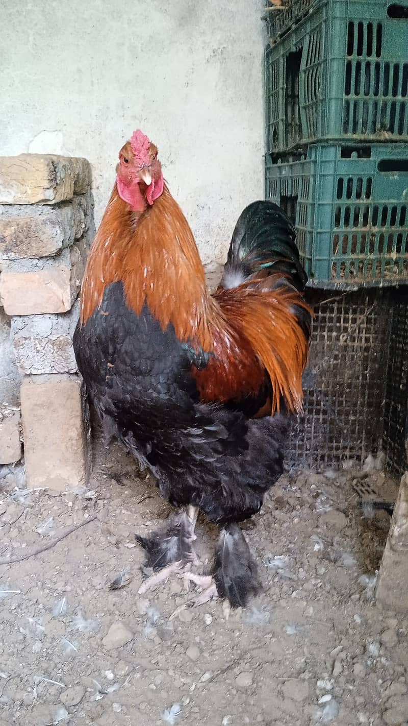 brhama male hen for sale 1