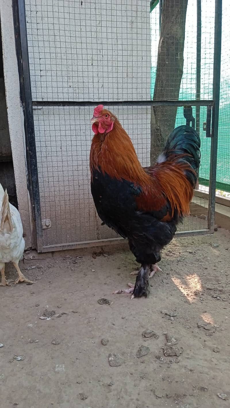 brhama male hen for sale 2