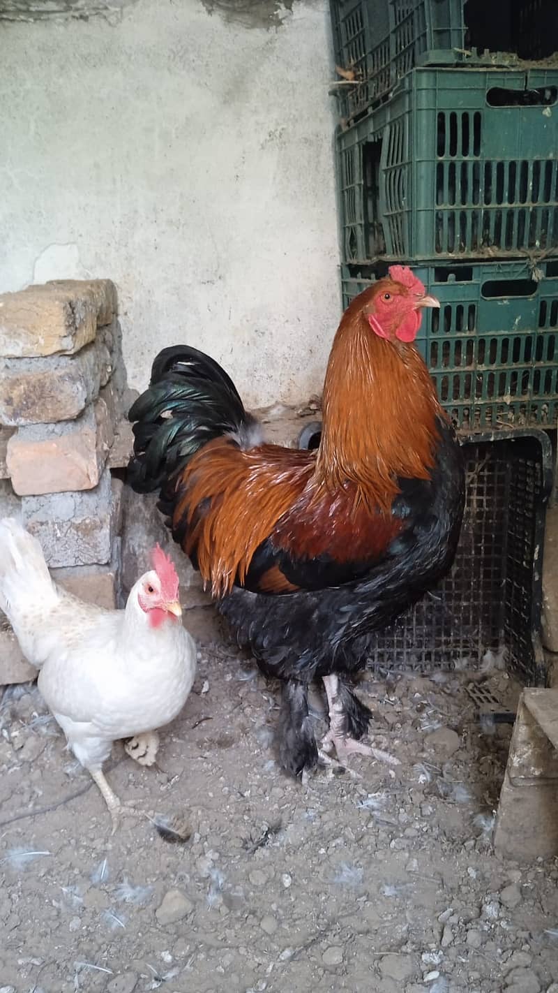 brhama male hen for sale 3