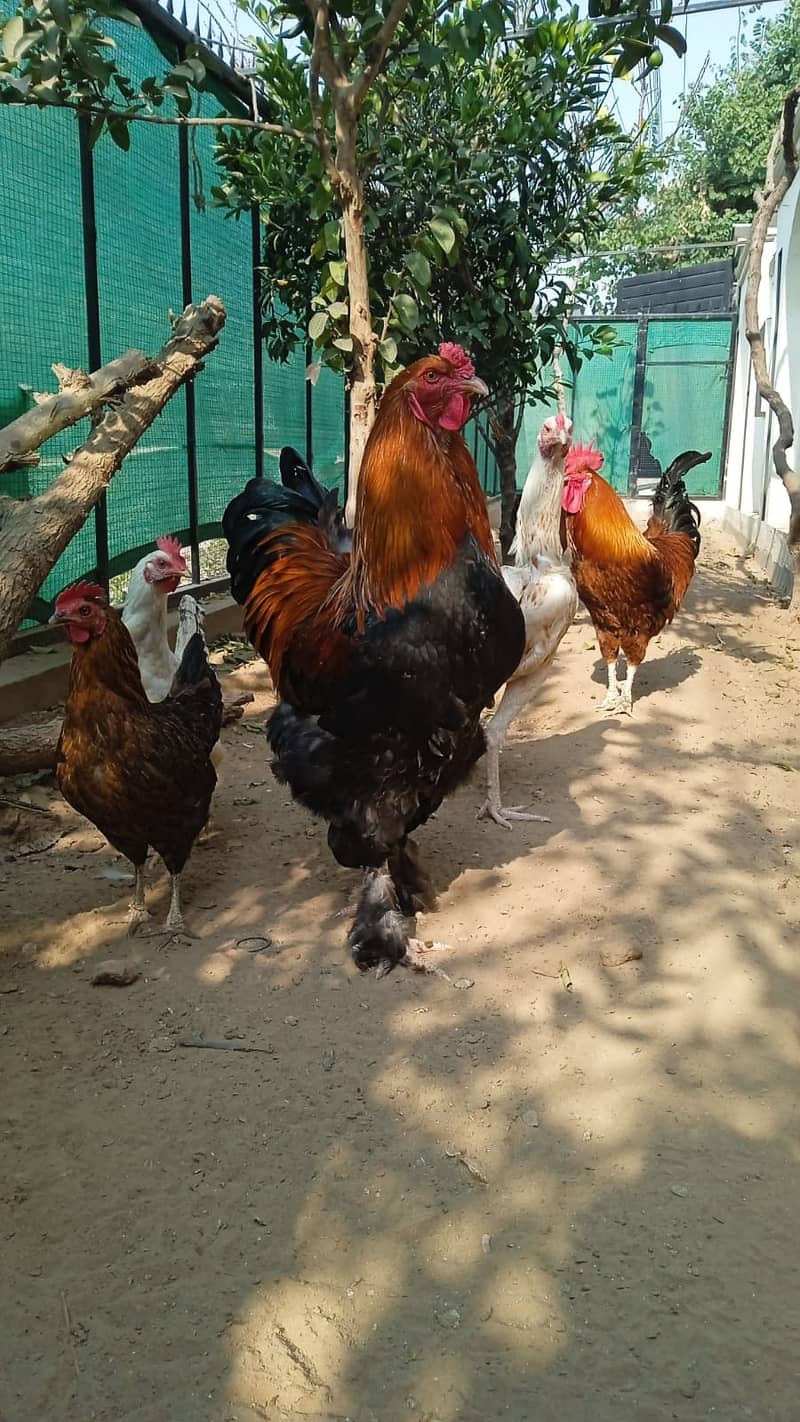 brhama male hen for sale 4