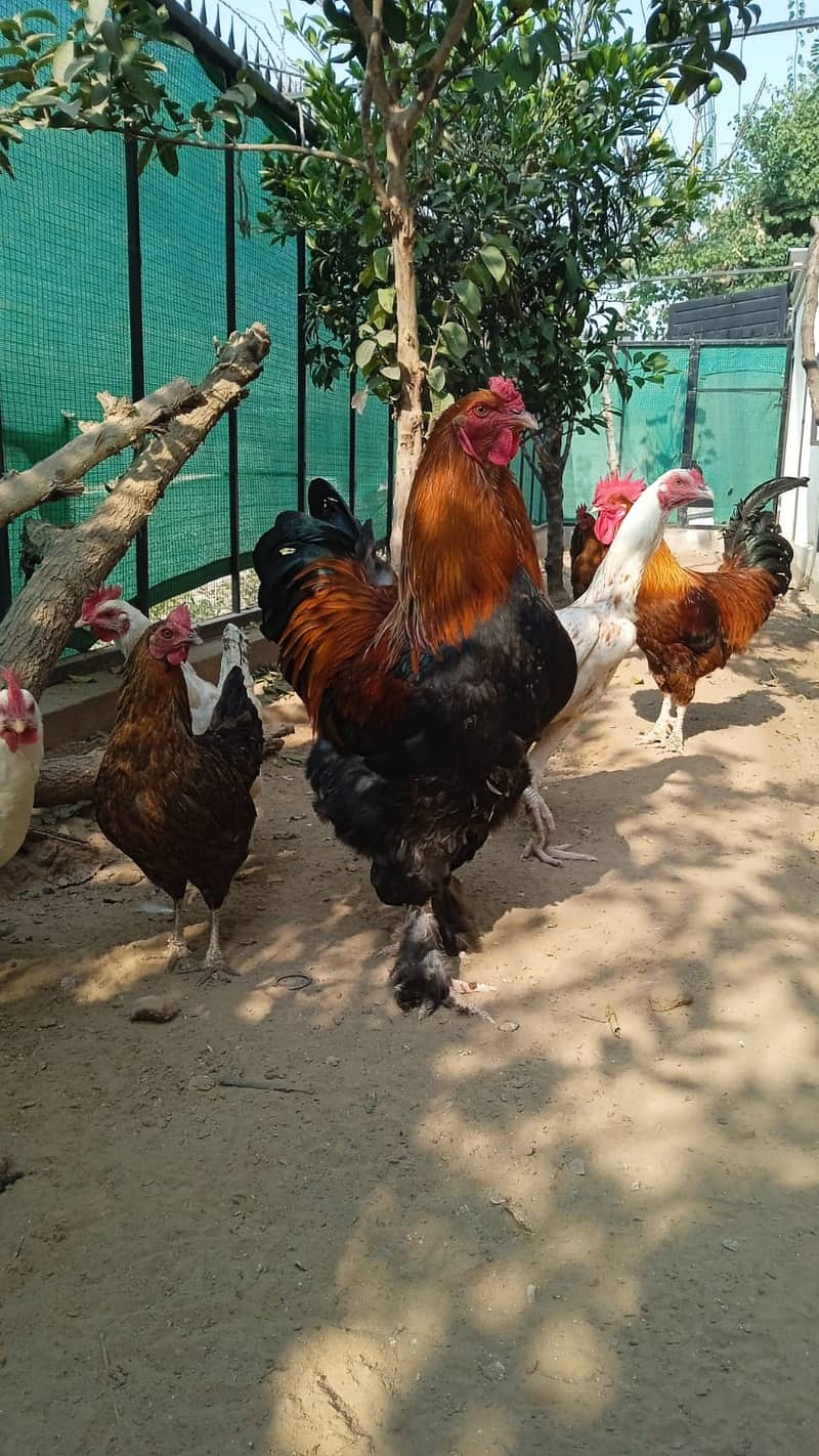 brhama male hen for sale 5