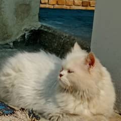 persian male cat for sale