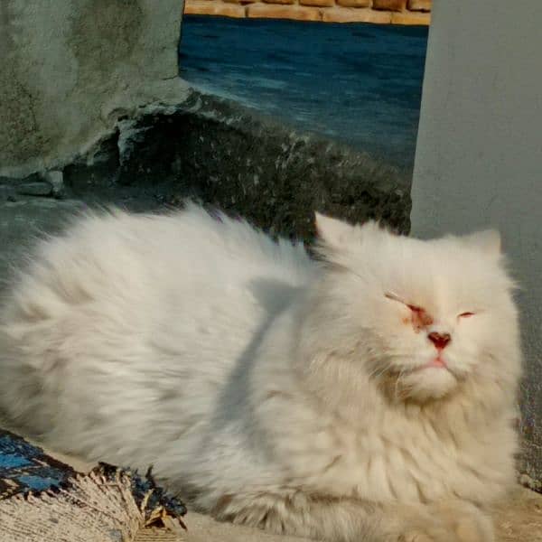 persian male cat for sale 1