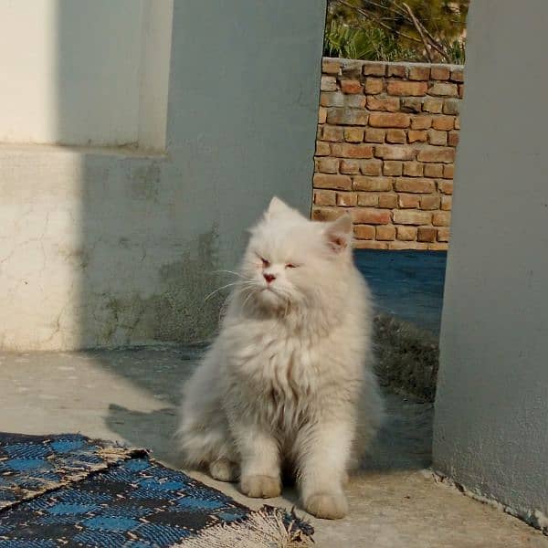 persian male cat for sale 2