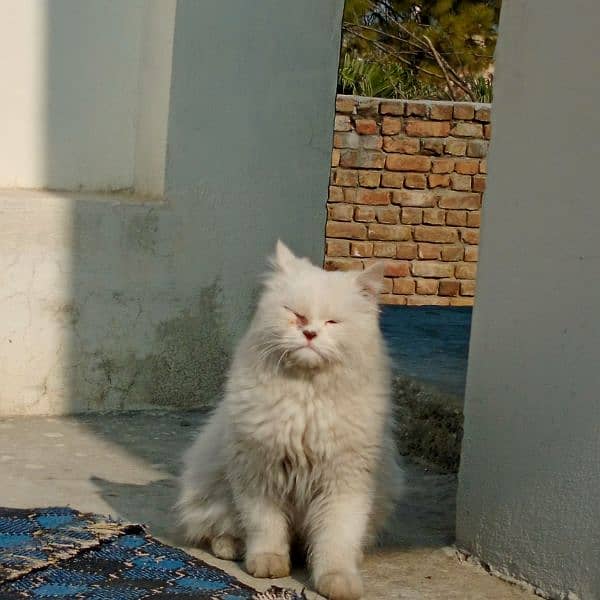 persian male cat for sale 3