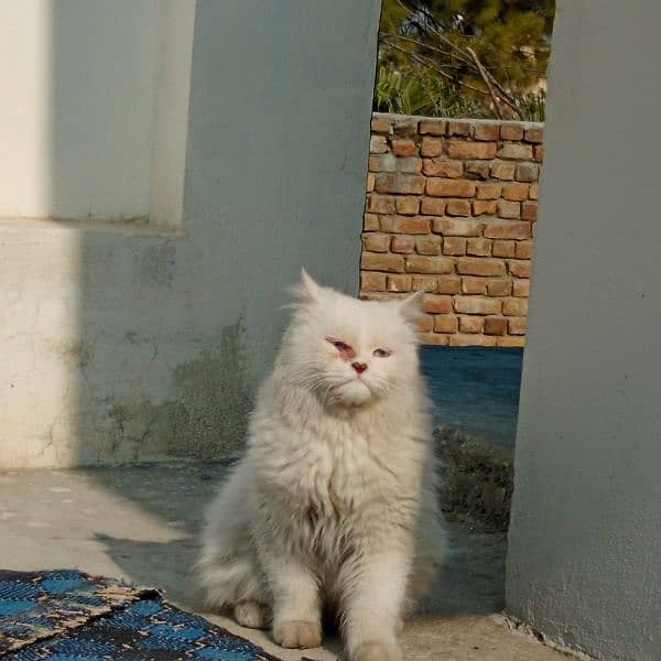 persian male cat for sale 4