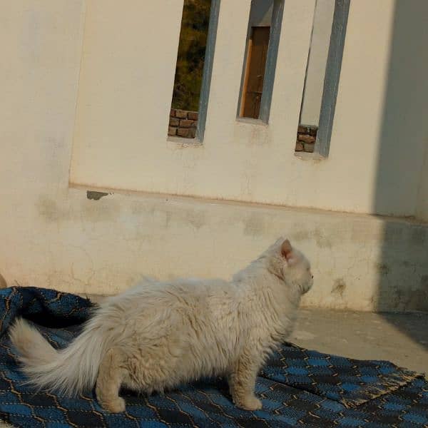 persian male cat for sale 5