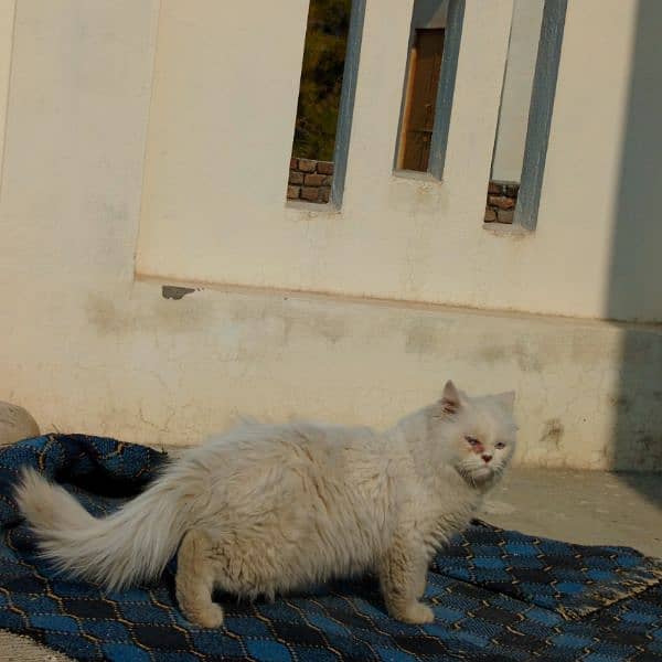 persian male cat for sale 6