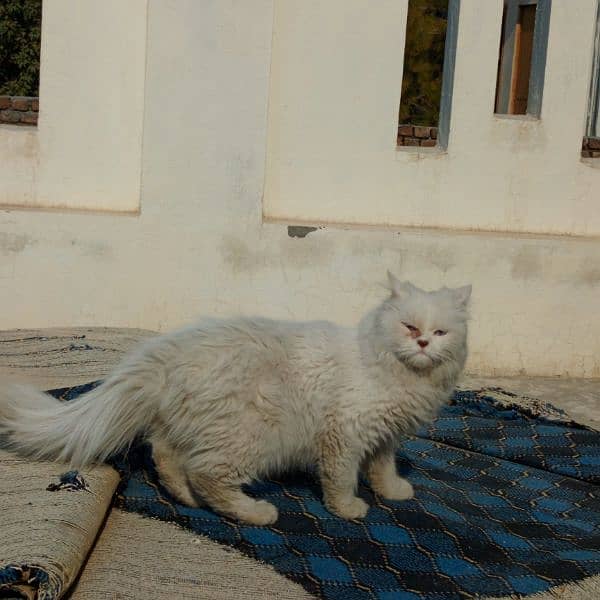 persian male cat for sale 7