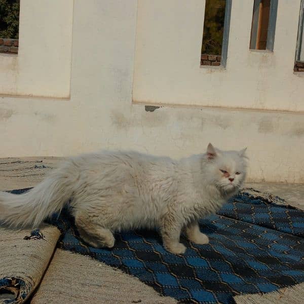 persian male cat for sale 8