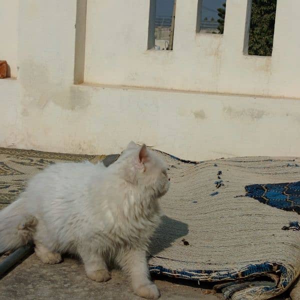 persian male cat for sale 9