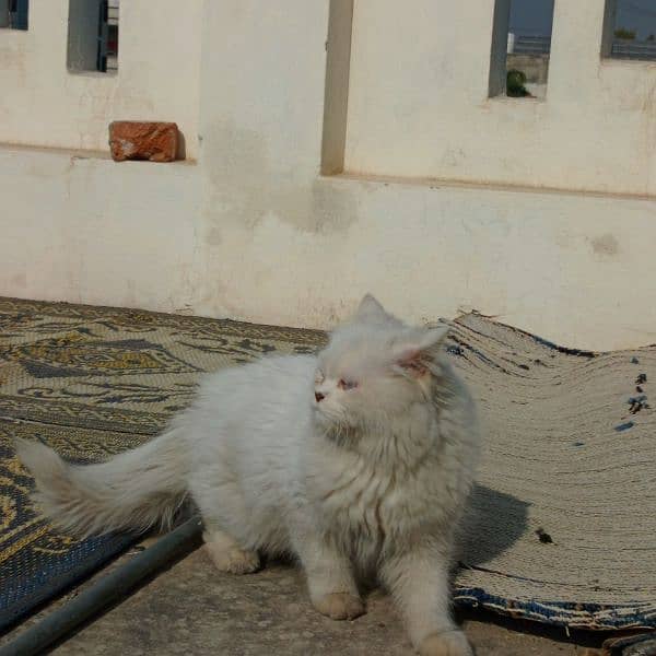 persian male cat for sale 10