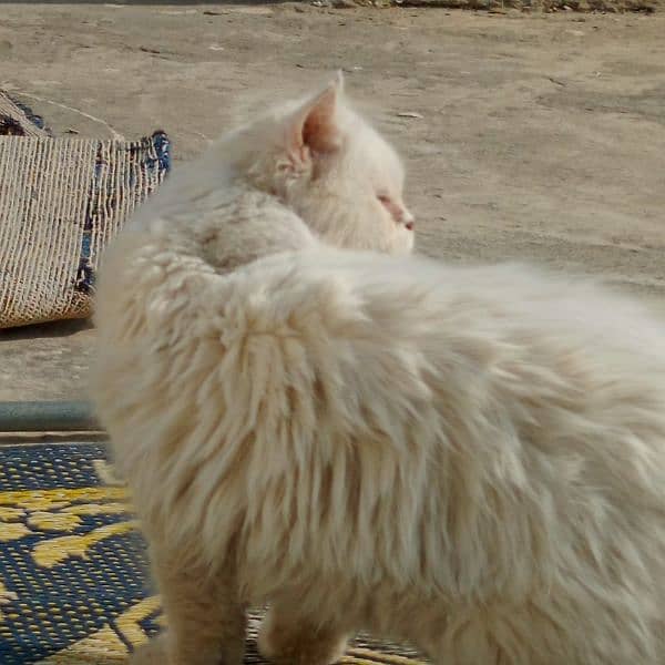 persian male cat for sale 12