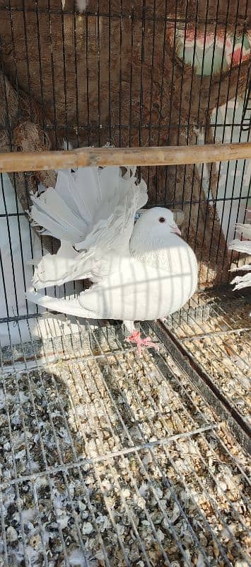 FANCY PIGEONS FOR SALE 0