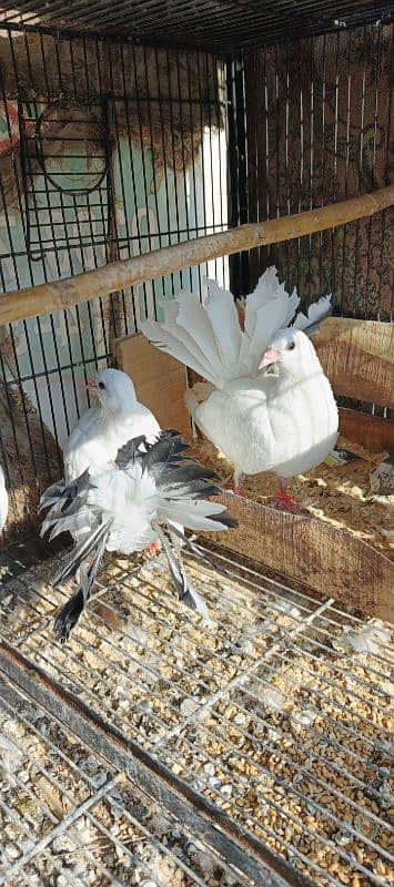 FANCY PIGEONS FOR SALE 1