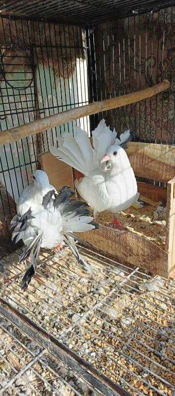 FANCY PIGEONS FOR SALE 2