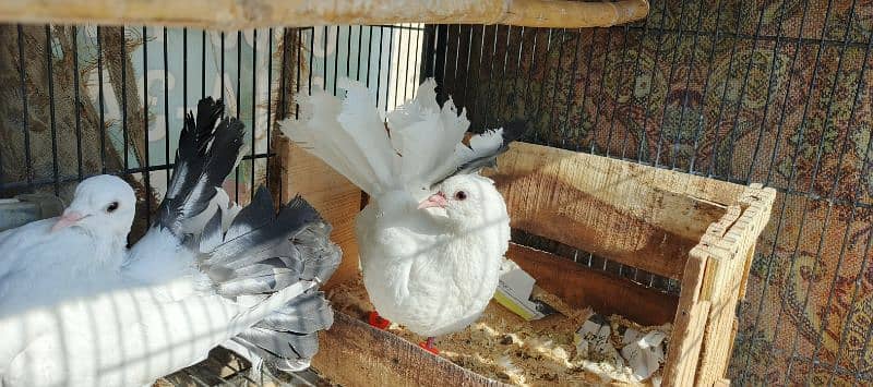 FANCY PIGEONS FOR SALE 3