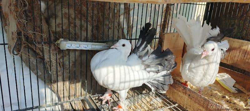 FANCY PIGEONS FOR SALE 4