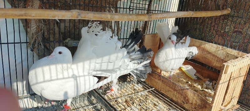 FANCY PIGEONS FOR SALE 5