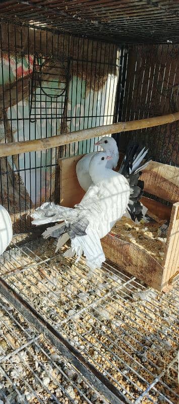 FANCY PIGEONS FOR SALE 6