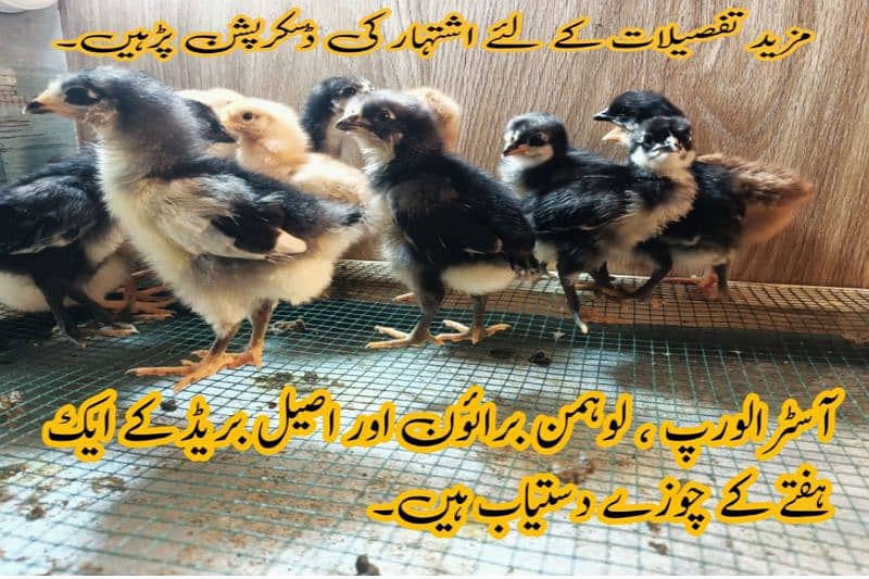 Australorp Lohman Brown Aseel Choozay Astrolob Luman Murghi Desi 0