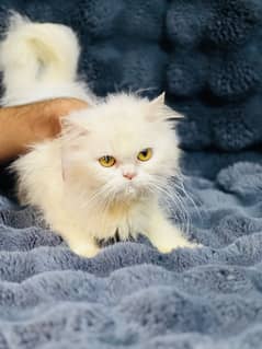 white punch face female adult cat for sale |triple coated