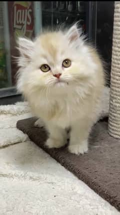 Persian kitten